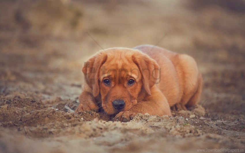 dog labrador puppy retriever wallpaper PNG Image Isolated with HighQuality Clarity