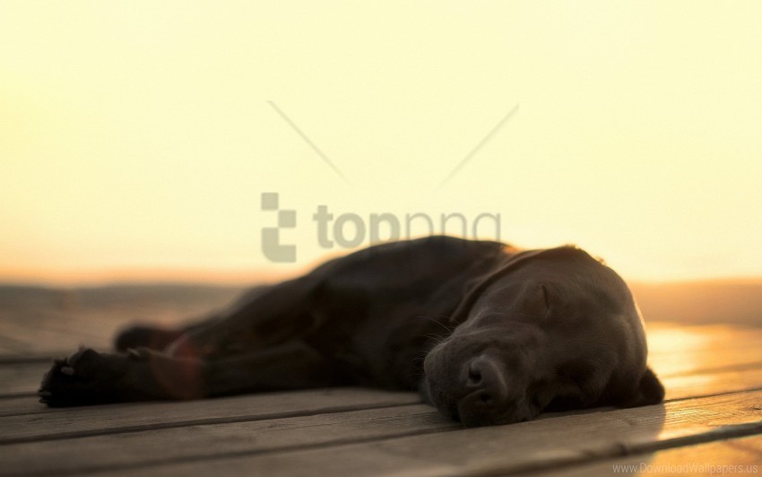 dog labrador sleeping wallpaper PNG pictures with alpha transparency