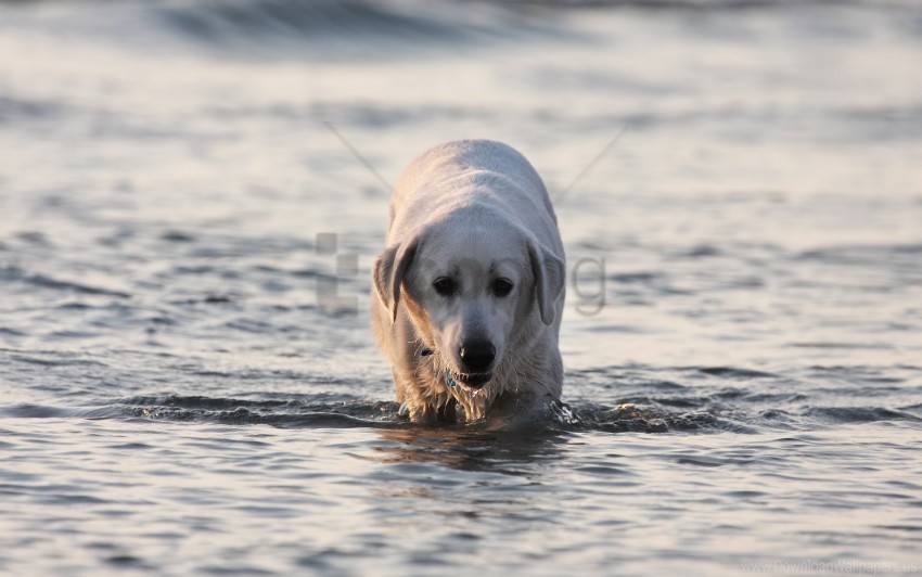 dog labrador water wet wallpaper Clear PNG image