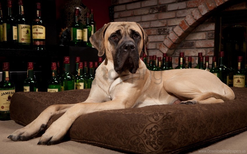 dog lie mastiff pillow room whiskey wallpaper PNG with clear transparency