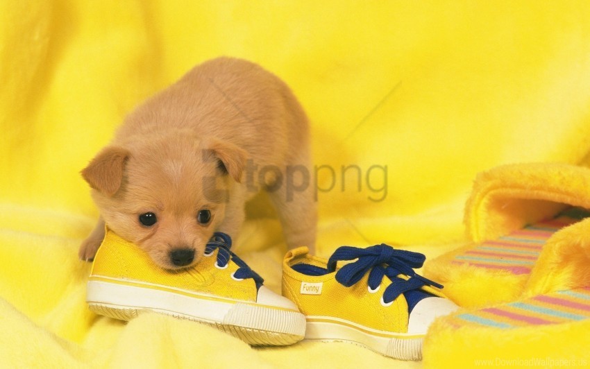 dog lie puppy sneakers snout wallpaper Transparent PNG graphics archive