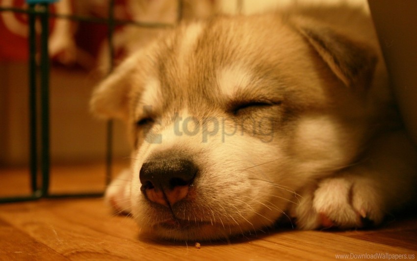 dog light muzzle puppy sleep wallpaper PNG Image Isolated on Transparent Backdrop