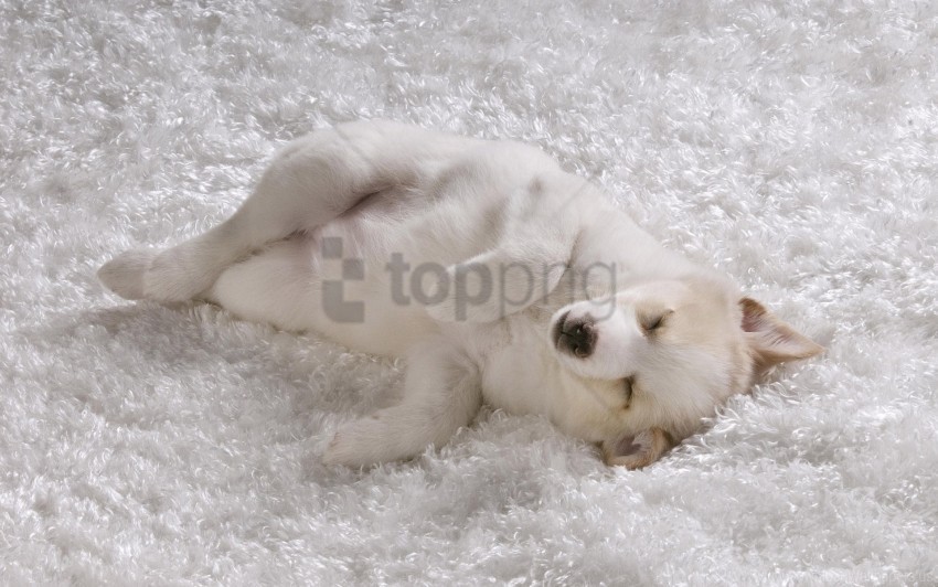 Dog Light Puppy Sleep Wallpaper PNG Image With Isolated Transparency