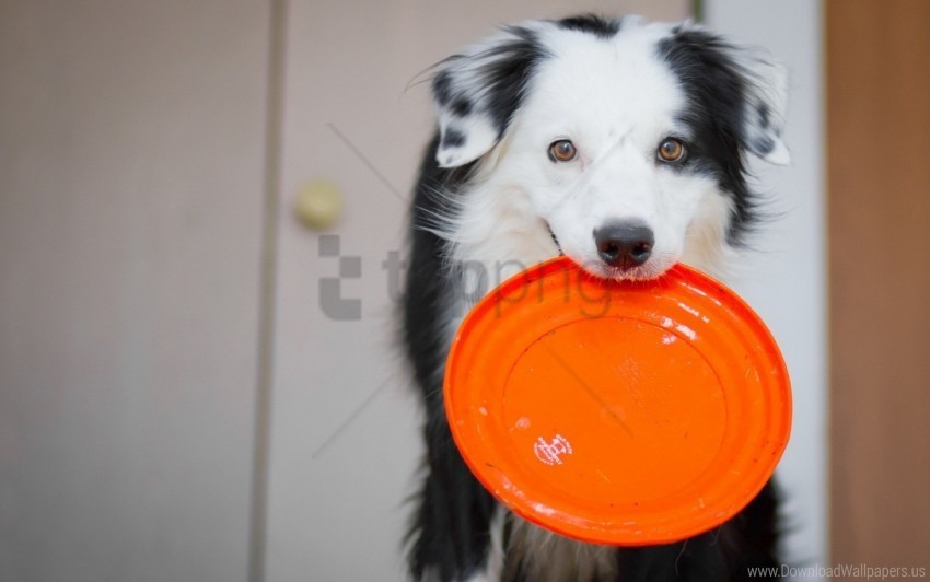 dog look toy wallpaper Isolated Element with Transparent PNG Background