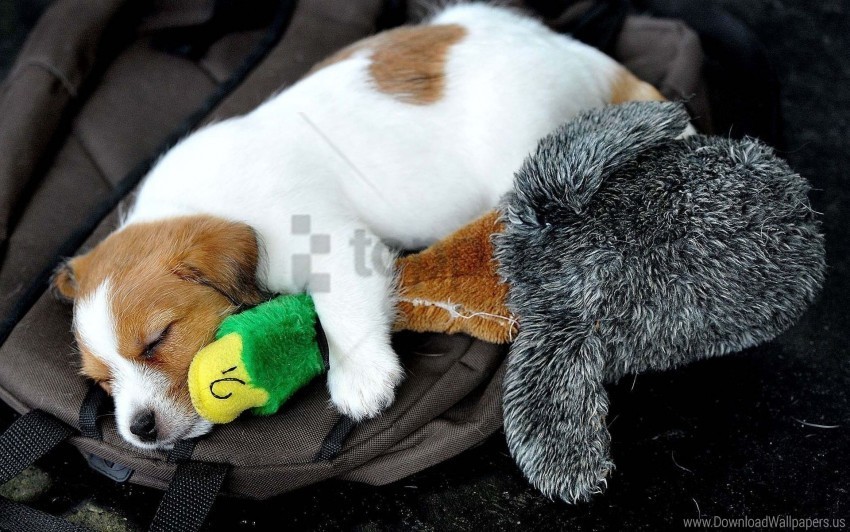 dog lying puppy sleeping spotted toys wallpaper Free PNG images with transparent backgrounds
