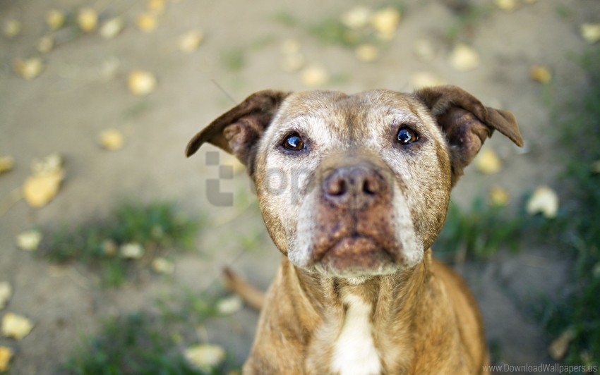 dog man muzzle pit bull wallpaper PNG transparent pictures for editing