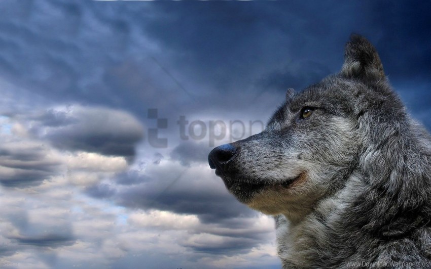 dog meditation muzzle sky view wolf wallpaper Isolated Character in Transparent Background PNG