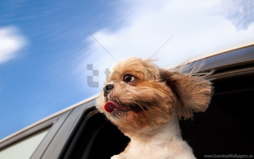 Dog Motion Window Wallpaper PNG Files With Clear Background Variety