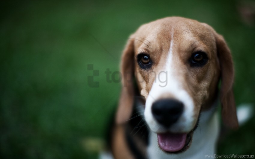 Dog Muzzle Nose Shadow Wallpaper Clear Background PNG Isolated Graphic Design