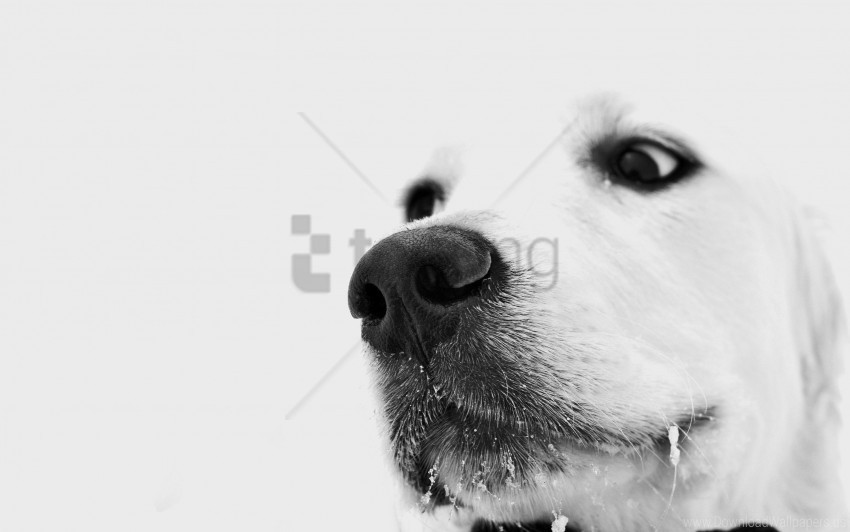 dog muzzle nose white wallpaper Isolated PNG Image with Transparent Background