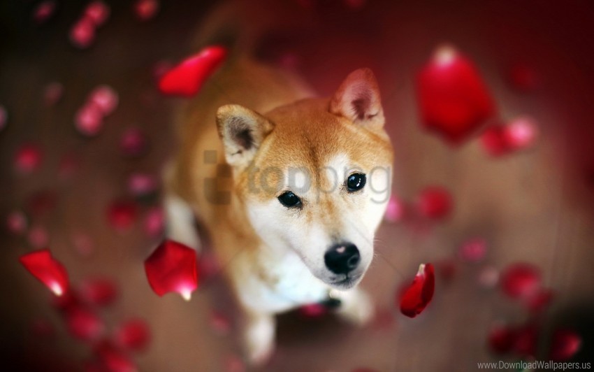 dog muzzle petals wallpaper PNG transparent photos library