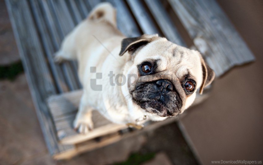 dog muzzle pug puppy waiting wallpaper Clear PNG