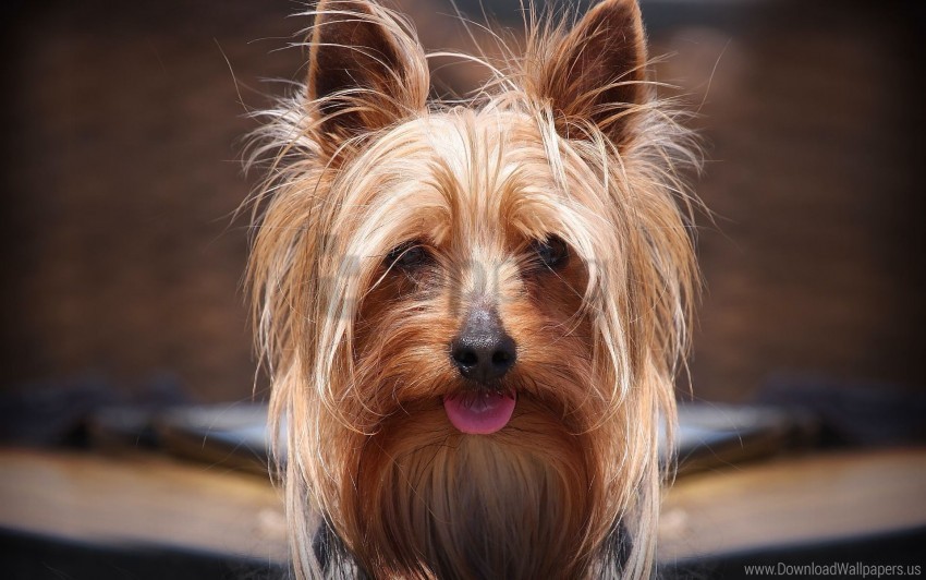 dog muzzle puppy yorkshire terrier wallpaper PNG image with no background