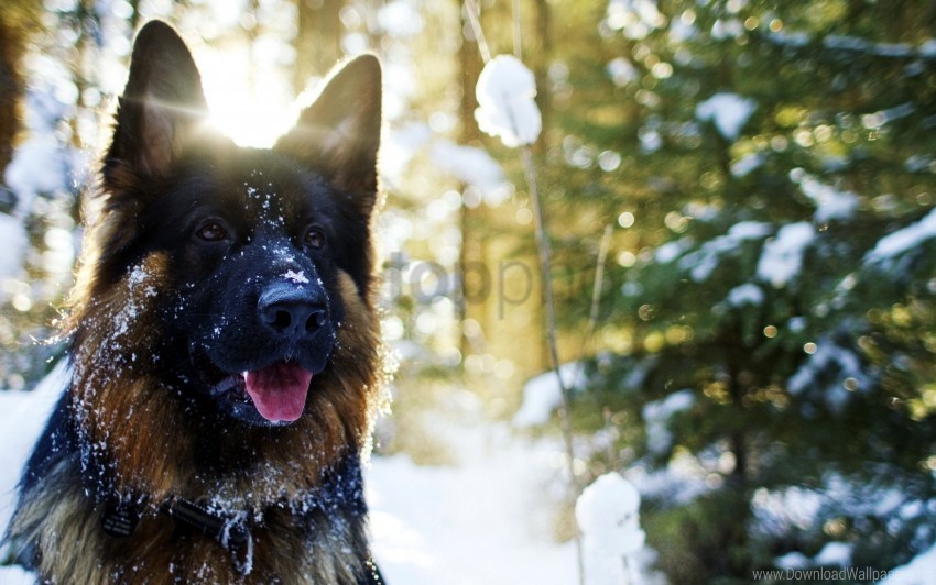 dog muzzle shepherd snow wallpaper PNG images with clear backgrounds