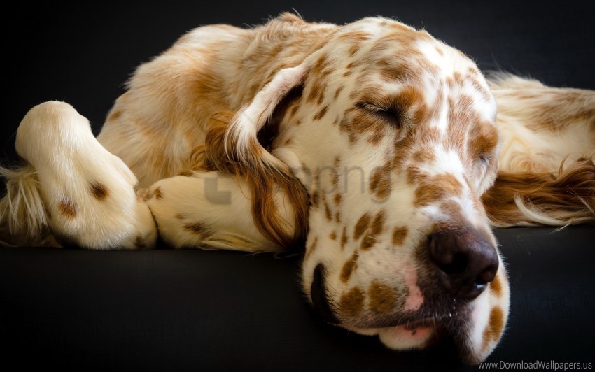 dog muzzle sleep spotted wallpaper Isolated Design on Clear Transparent PNG