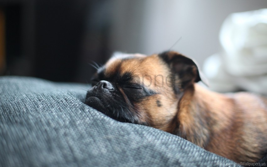 dog muzzle sleep spotted wallpaper PNG file without watermark