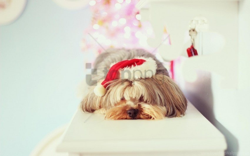 dog muzzle sleep yorkshire terrier wallpaper Isolated PNG Item in HighResolution