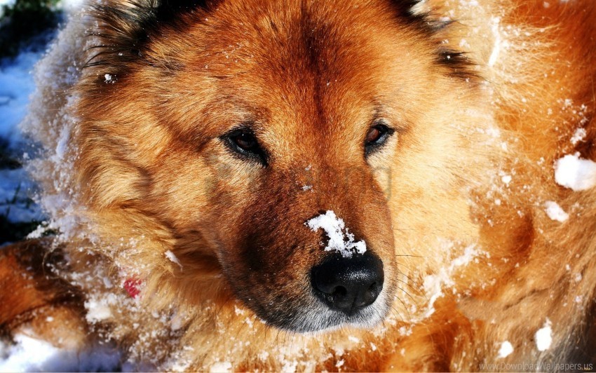 dog muzzle snow wallpaper PNG graphics with clear alpha channel selection