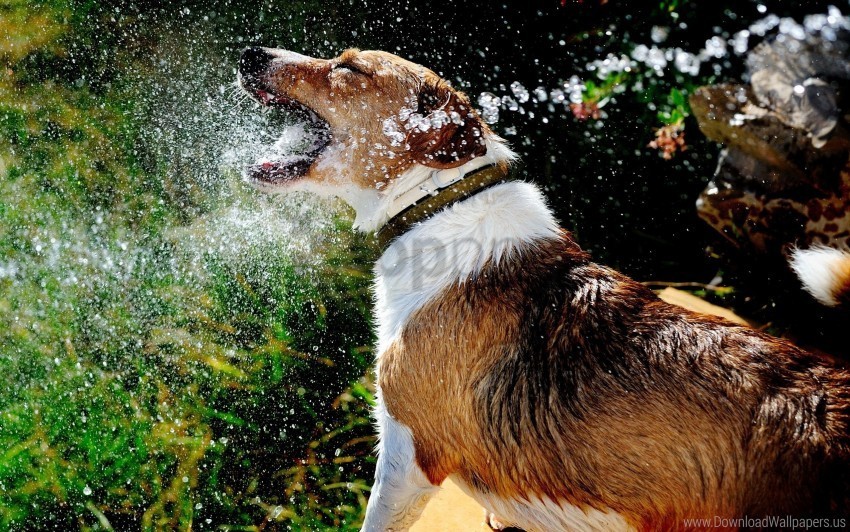 dog muzzle splash spray water wallpaper Isolated Artwork on Transparent Background