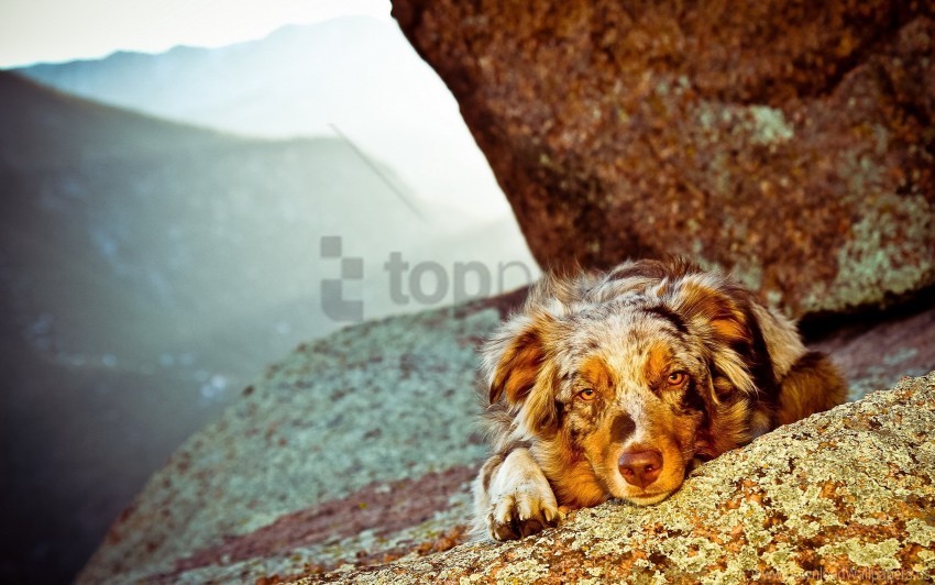 dog muzzle spotted stones wallpaper Isolated Item in Transparent PNG Format