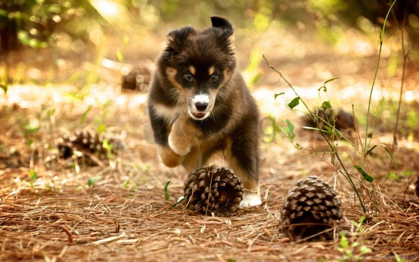 dog nature pine cones puppy wallpaper Alpha PNGs