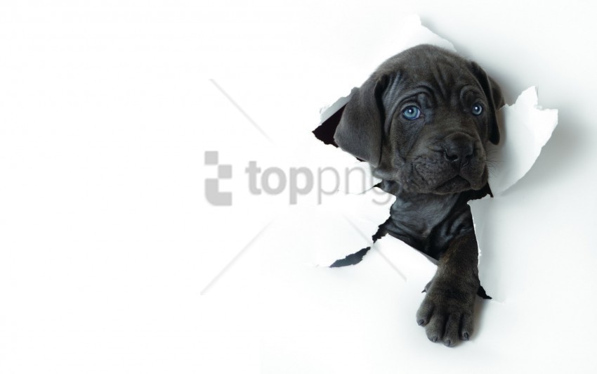 Dog Paper Puppy Ragged Wallpaper PNG For Digital Design