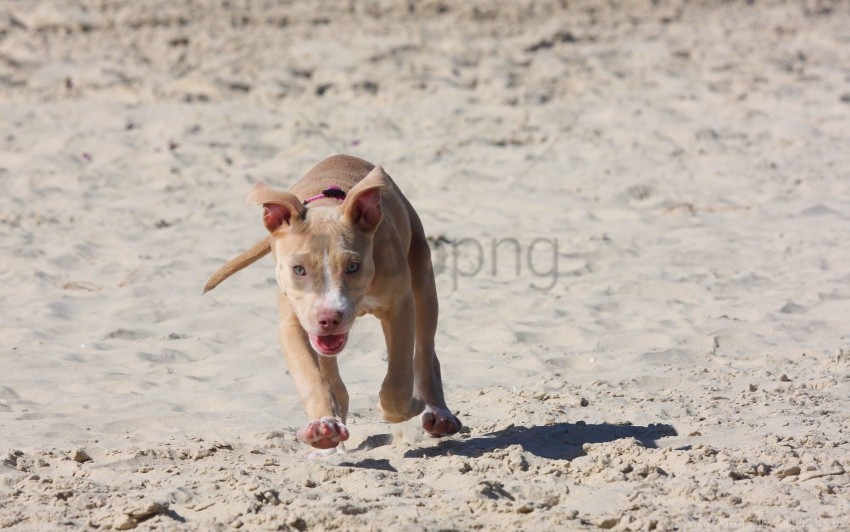 dog pitbull puppy run sand wallpaper Clear image PNG