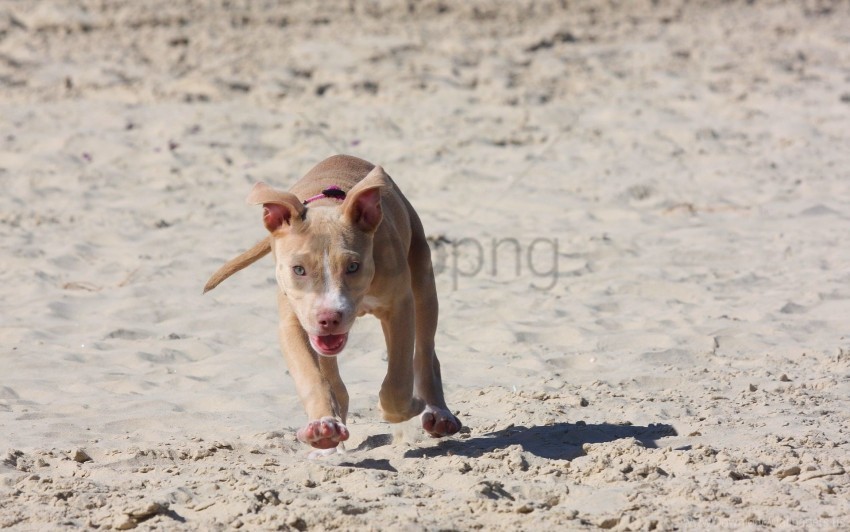 Dog Pitbull Puppy Run Sand Wallpaper Clear Image PNG