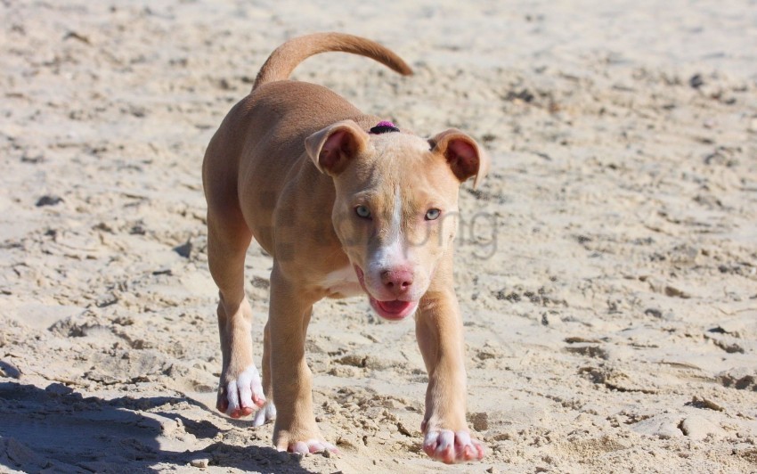 Dog Pitbull Puppy Running Sand Shade Wallpaper Transparent Image