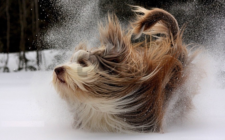 dog play snow yorkshire terrier wallpaper PNG files with clear background collection