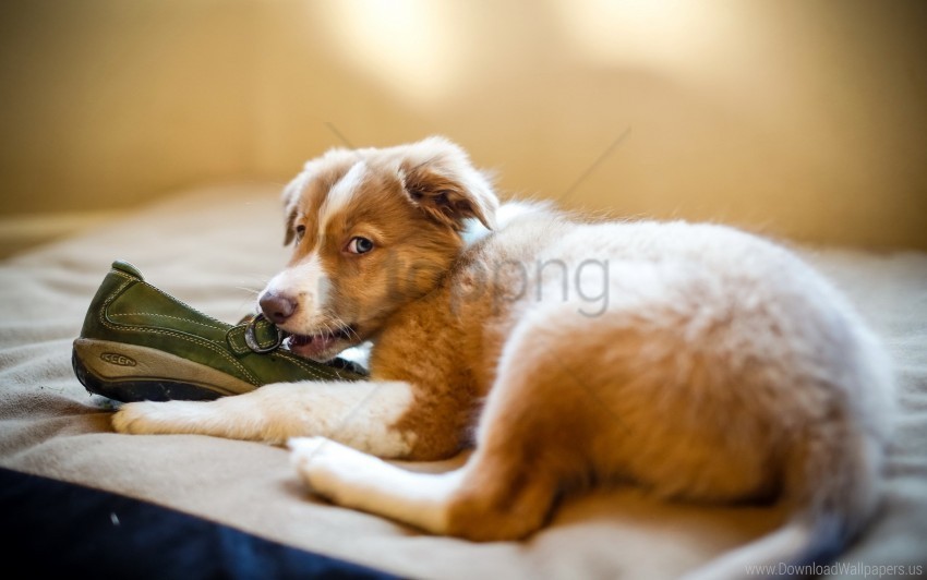 dog playful puppy shoes wallpaper PNG Graphic with Transparent Isolation