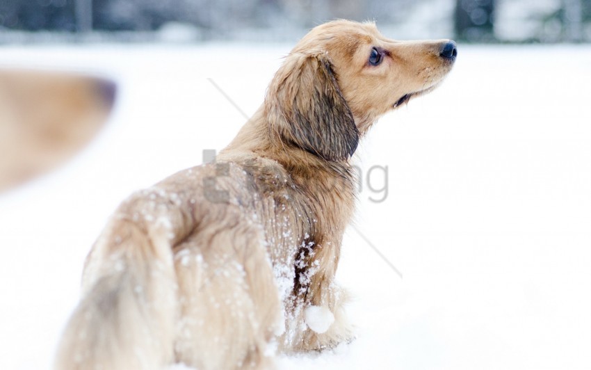 dog playful snow walk wallpaper PNG graphics with alpha channel pack