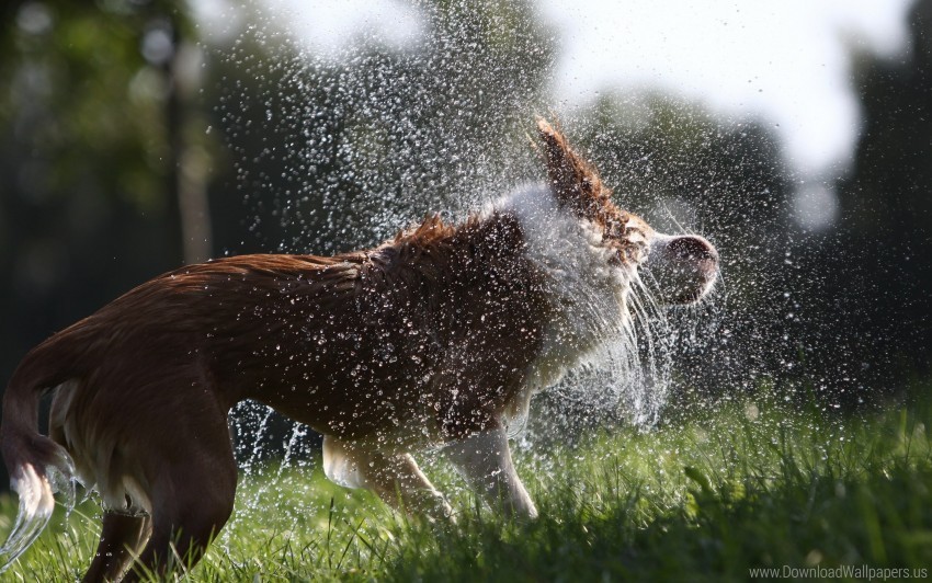 dog pooch spray wallpaper PNG files with clear backdrop assortment