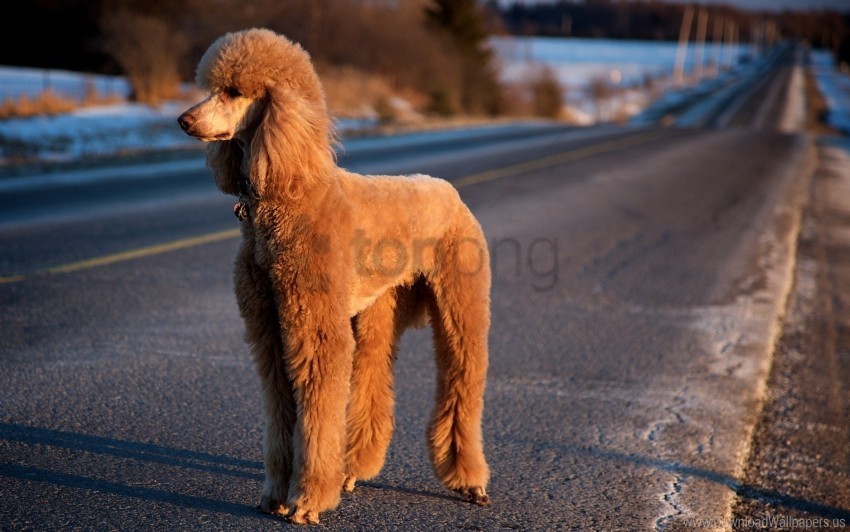 dog poodle road trip wallpaper Transparent Background PNG Isolated Pattern