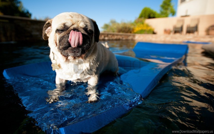 dog pool pug rug swim wallpaper PNG transparent images for printing