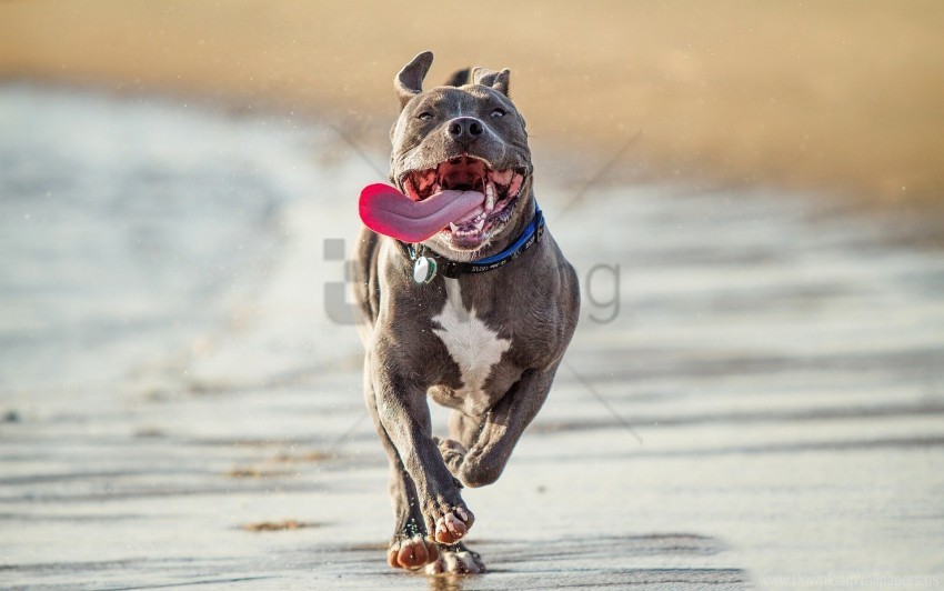 dog protruding tongue run shore wallpaper Transparent PNG Isolated Subject