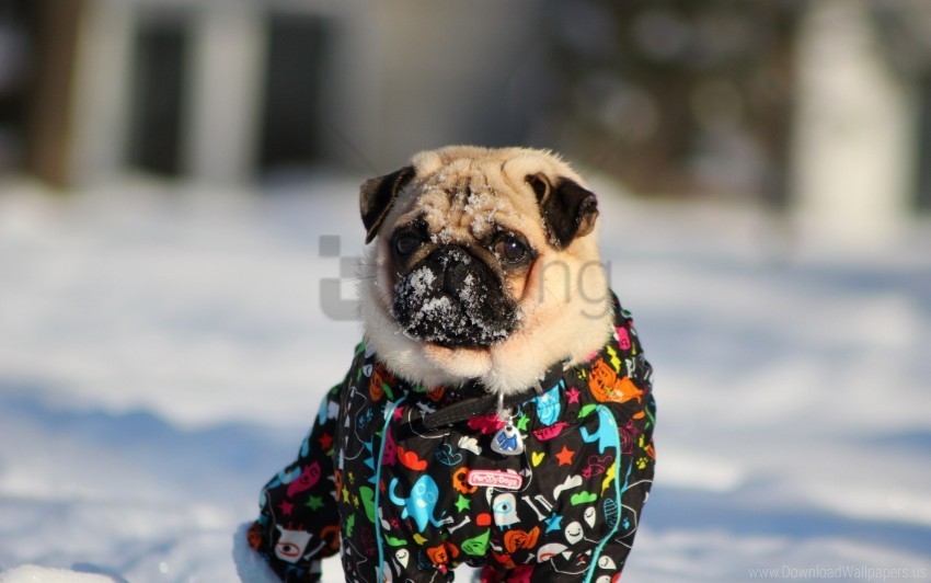 dog pug snow jacket winter wallpaper PNG Graphic with Isolated Design