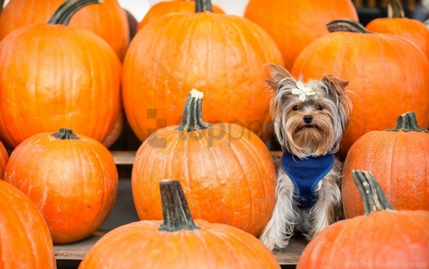 dog pumpkin sit yorkshire terrier wallpaper HighQuality Transparent PNG Isolated Element Detail