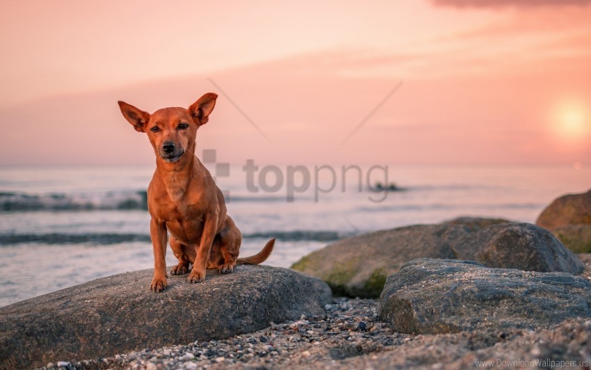 dog puppy rock sea wallpaper PNG Image with Isolated Icon