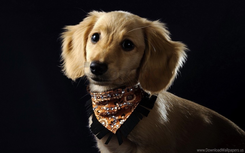 dog puppy scarf style wallpaper PNG graphics