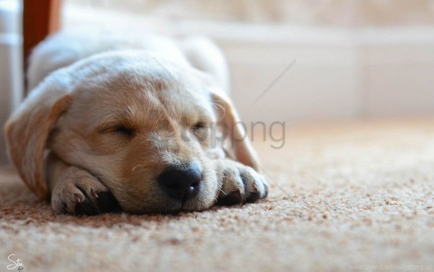 dog puppy sleep snout wallpaper PNG graphics with alpha transparency broad collection