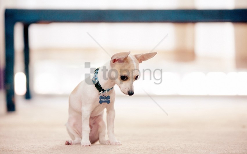 dog puppy small wallpaper PNG transparent vectors