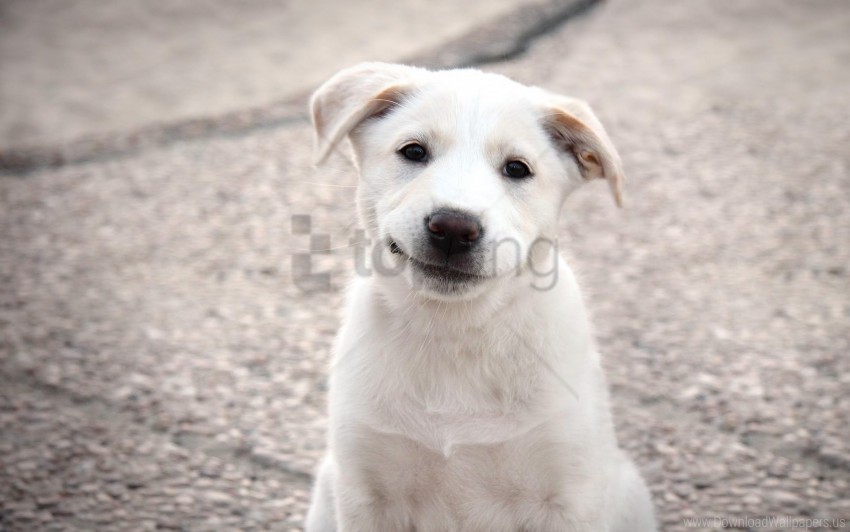 dog puppy smile white wallpaper PNG images for graphic design
