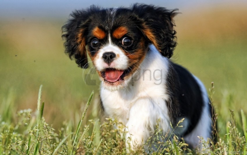 Dog Puppy View Wallpaper PNG Images With Alpha Background