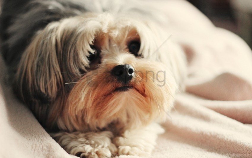 dog puppy yorkshire terrier wallpaper PNG files with transparent canvas extensive assortment