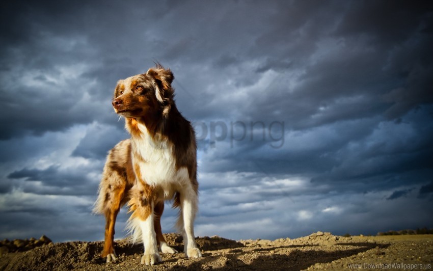 dog rocks sky wallpaper PNG images free
