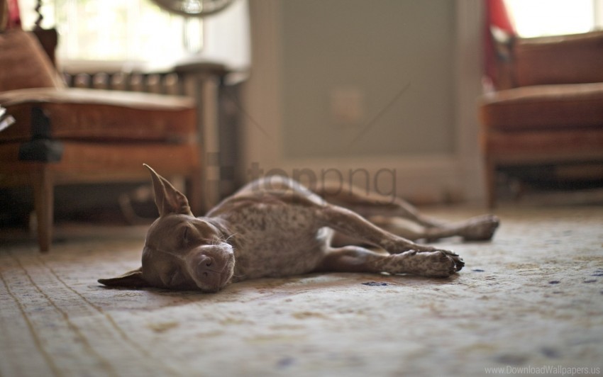 Dog Room Sleeping Wallpaper Isolated Subject With Clear PNG Background