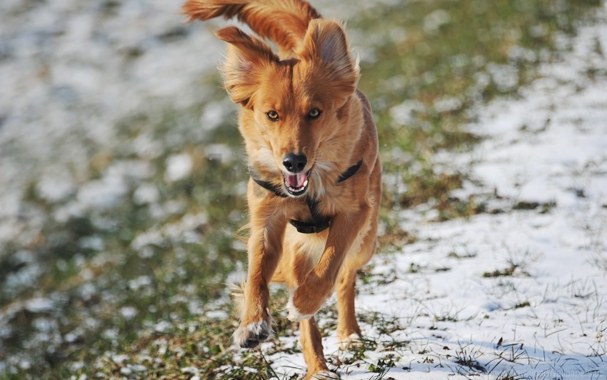 dog running trail wind wallpaper PNG images with high transparency