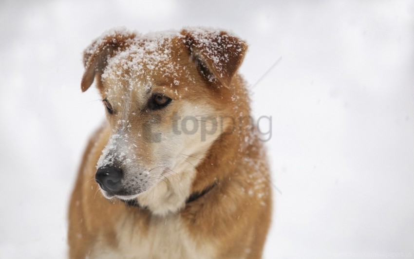 dog sad sight snout snow wallpaper PNG graphics with alpha transparency bundle