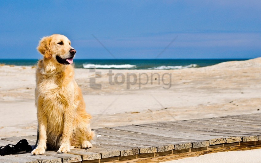 dog sand track waiting wallpaper PNG Image Isolated with Transparent Detail